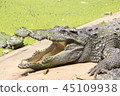 Crocodile is sunbathing. 45109938