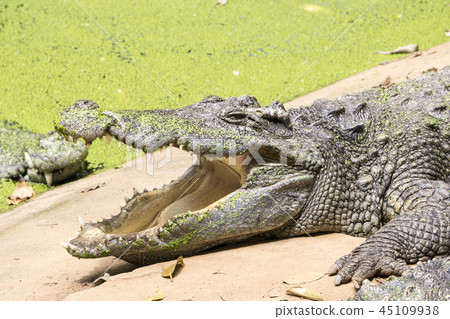 Crocodile is sunbathing. Crocodile is sunbathing. 45109938