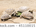 Turtles are eating. 45110015