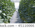Cantaloupe green is beautiful. 45110066