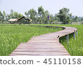 The wooden bridge in Jasmine rice field. 45110158