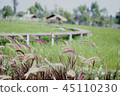 Purple grass flower And rice jasmine rice. 45110230