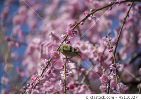 Mejiro on plum 45110327