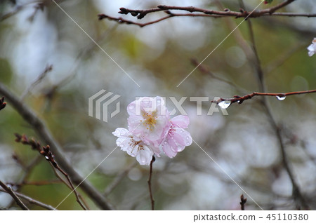 Winter cherry blossoms in raincoats Winter cherry blossoms in the rain Blooming winter cherry blossoms 45110380