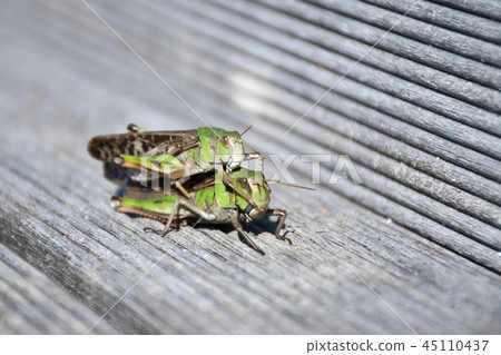 Atractomorpha lata 45110437