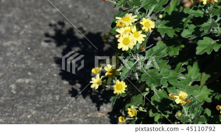 Autumn light and shadow 45110792