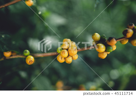 Yellow cherry coffee beans Arabica In nature Yellow cherry coffee beans Arabica In nature 45111714