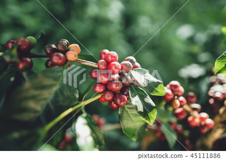 red cherry coffee beans Arabica In nature 45111886