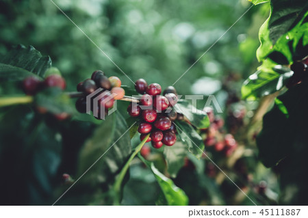 red cherry coffee beans Arabica In nature 45111887