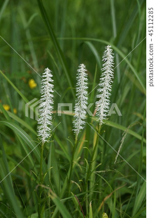 Shilitoso百合科 Shilitoso百合科 45112285