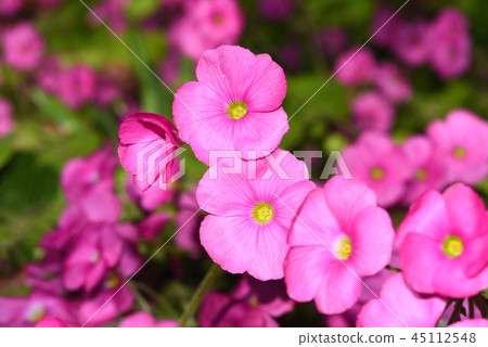 Pink oxalis Pink oxalis 45112548