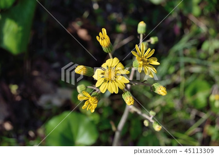 Tsuwabuki flower Tsuwabuki flower 45113309