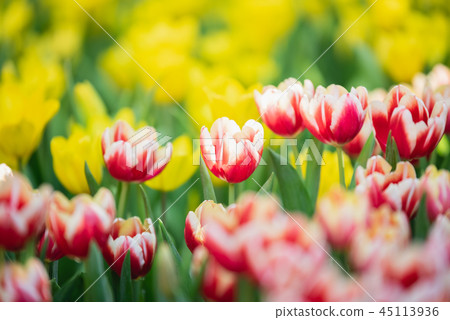 tulips in spring sun in the garden tulips in spring sun in the garden 45113936