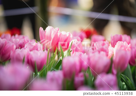 tulips in spring sun in the garden tulips in spring sun in the garden 45113938