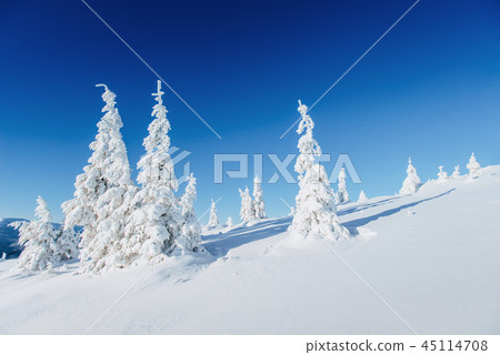Mysterious winter landscape majestic mountains in . In anticipation of the holiday. Dramatic wintry Mysterious winter landscape majestic mountains in . In anticipation of the holiday. Dramatic wintry 45114708