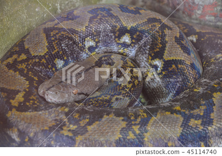 Python Python 45114740