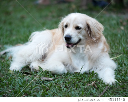 Cute Lovely Handsome White Long Hair Young Dog Stock Photo