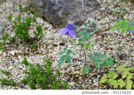 Miyama Odamaki Nature Background Wildflowers 45115620