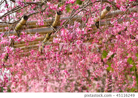 Sakurakage Kyoto Hanki Road Sakurakage Kyoto Hanki Road 45116249