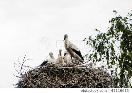 An adult stork sleeps in a nest on a tree 45116615