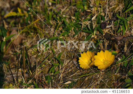 阿多尼斯拉莫薩 阿多尼斯拉莫薩 45116653