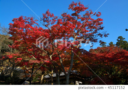Autumn leaves of Jokoenji 45117152