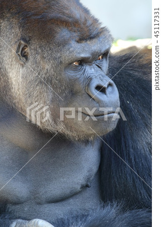 西大猩猩 45117331