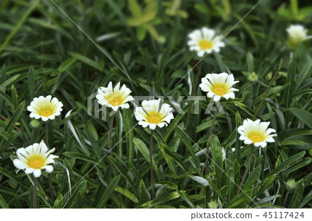在雜色菊屬植物的白花 在雜色菊屬植物的白花 45117424