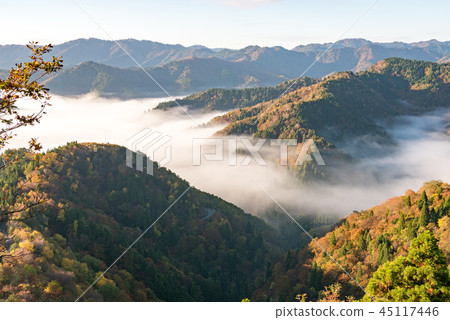 秋葉清晨 秋葉清晨 45117446