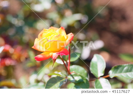 Rose flower rumba 45117627