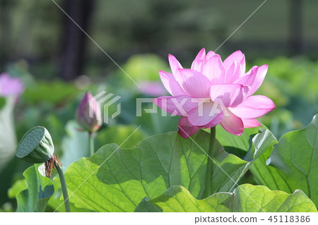 世博園蓮花 45118386