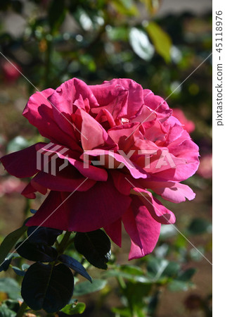 Rose (California · Dreaming) Rose (California · Dreaming) 45118976