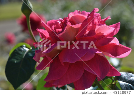 Rose (California · Dreaming) Rose (California · Dreaming) 45118977