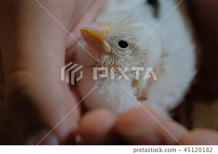 One month old bird 45120182