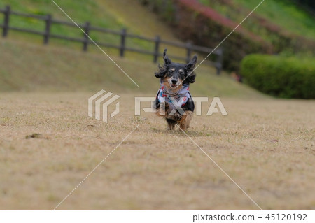 Dax Kaninhen small dog 45120192
