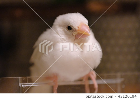 One month old bird 45120194