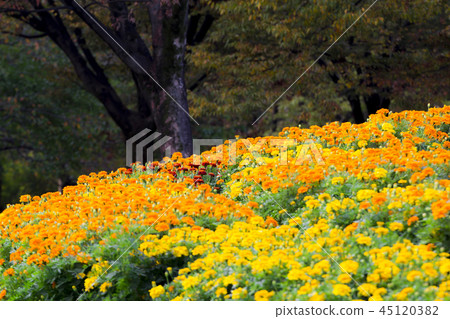 Aichi Prefecture Meijo Park Autumn 45120382