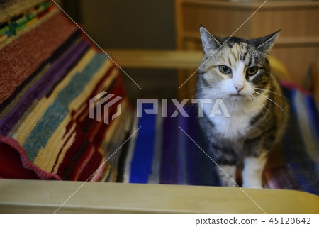 tricolor cat in a chair tricolor cat in a chair 45120642