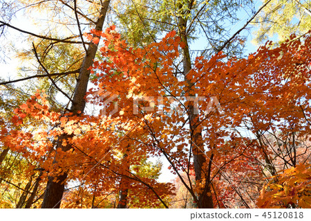 Autumn leaves of Terracotta Autumn leaves of Terracotta 45120818