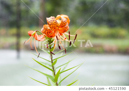 燕子，花 45121590