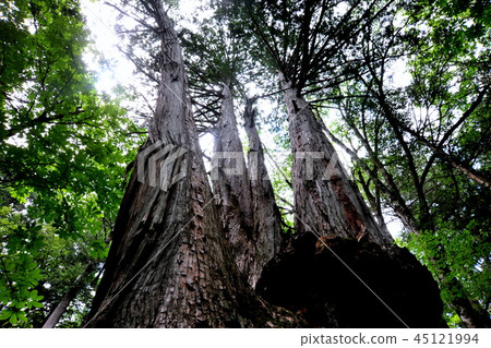 Mizukizawa natural forest Giant trees in ancient forest Mizukizawa natural forest Giant trees in ancient forest 45121994