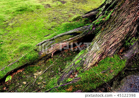 A large tree in the early stage Mizukizawa natural forest A large tree in the early stage Mizukizawa natural forest 45122398