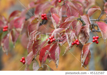 Dogwood Dogwood 45122587
