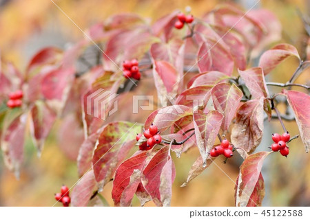 Dogwood Dogwood 45122588