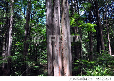 Mizukizawa Natural Forest Residents of the forest 45122591