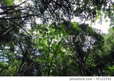 Mizukizawa natural forest Swirling of trees Mizukizawa natural forest Swirling of trees 45122592