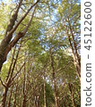 Autumn grove 45122600