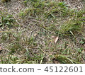 Lawn 45122601