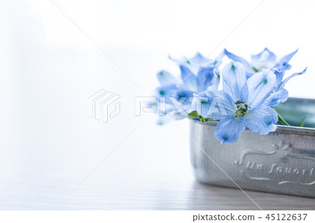 Delphinium background material Delphinium background material 45122637