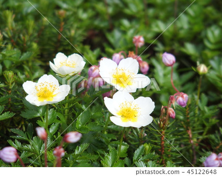 Alpine plant 45122648